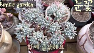 #비니아 #눈꽃 #두들레야 #두들레야속 #succulents #다육식물 #다육이 #다육 #취미생활 #예쁜다육이 #국민다육