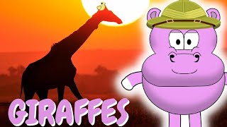 Hooray Hippo | Discover Giraffes In Africa