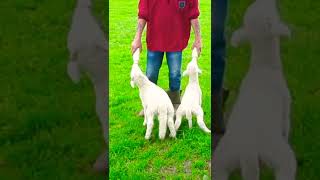 رضاعه صغير الخروف صناعي  Feeding a small artificial sheep