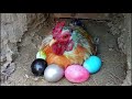 styles of pekin bantam rooster 🐓 🐔 aseel rooster ayam kate hen egg hatching 🐣 cartoon toys