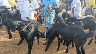 Salem Goat Market in Tamilnadu சேலம் மேச்சேரி ஆட்டு சந்தை, சேலம் கருப்பு ஆடு செம்மறி ஆடுகள் விற்பனை