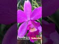 Cattleya Hybrids, Beautiful orchids flower,Orchid care, Orchid For Beginners,