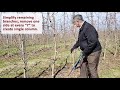 pruning honeycrisp for annual production