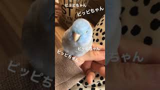 【お喋り】名前を連呼するマメルリハ