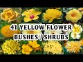 41 Yellow Flowering Bushes | Yellow Flower Shrubs for your garden to grow | Plant and Planting