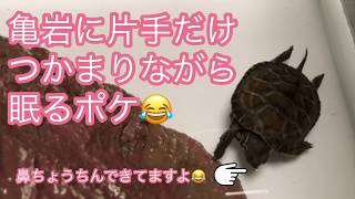 【子亀飼育初心者】ゼニガメ「ポケ」の飼育奮闘日記『亀の寝相がかわいすぎる件』 #亀の寝相#ゼニガメ#クサガメの子供#クサガメ#クサガメの赤ちゃん