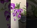 Dendrobium Enobi Splash Orchid