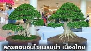 บอนไซเพรมน่าเมืองไทย สวยไม่แพ้ชาติใด Bonsai Premna Bonsai Thai