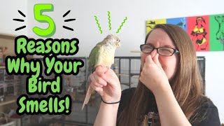 5 Reasons Why Your Bird Smells! | BirdNerdSophie