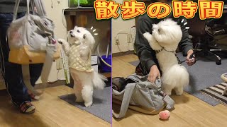 寝てたのに散歩に行くと気付いて飛び起きた犬！ビションフリーゼ