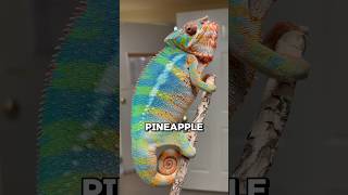 Pineapple Express, 6 months vs 14 months! An #Ambilobe #pantherchameleon @ #KammerflageKreations