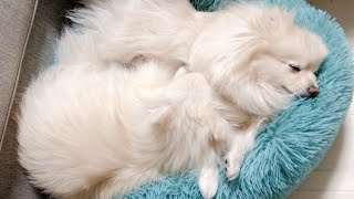 Pomeranian mother and daughter's mom's favorite daughter [Pomeranian family]