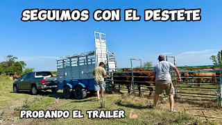 Terminando el DESTETE y probando el TRÁILER NUEVO, empezamos a REPARAR la SEMBRADORA