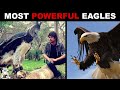 10 Strongest Eagles on Earth