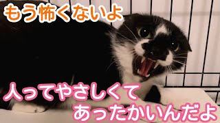 【野良猫保護】人を信じない景子さんが心を開き始めた２ヶ月間の軌跡