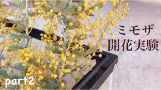 【part2ミモザ・2〜5日目】開花させるために工夫したことまとめ。