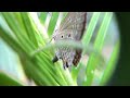 plains cupid luthrodes pandava egg laying