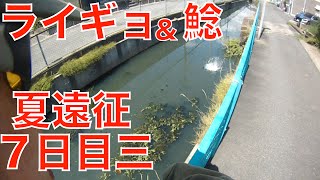 雷魚\u0026ナマズ釣り夏遠征7日目その3~ガリガリくんで復活?!~【030】虫くん釣りch