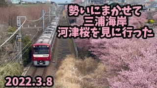 [ 2022 河津桜 ] 3月8日 三浦海岸 今日の河津桜まつり 河津桜開花速報 伊豆 河津町 ライブカメラ