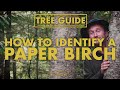 Paper Birch - How to identify them. Nerdy About Nature - Tree Guide | Ep.10