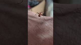 Worker of Polyrhachis bihamata Ant Weaver