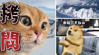 【猫ミーム】父親から拷問を受けました...　　　　　　　　　旅行？何ですかそれは。　＃ネコミーム　＃猫ミーム　＃猫マニ　＃carmeem　＃猫ミームの日常