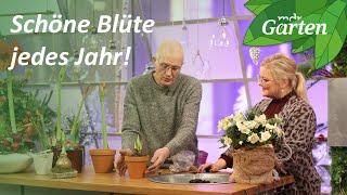 So pflegen Sie Ihren Ritterstern auch nach Weihnachten | MDR Garten