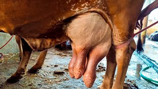 Cow Milking First Time After Calf Born | Best Milking Cow | Big Teats | Cow Milking By Hand