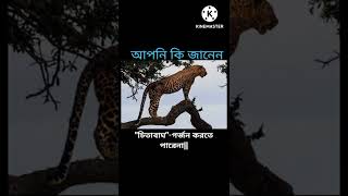 চিতাবাঘ কি গর্জন করতে পারে ❓