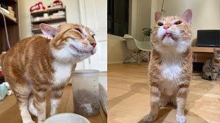 Funny Moments of Cats | Funny  Compilation - Fails Of The Week #22