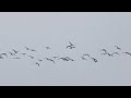 a big flock of barnacle geese having a flying show