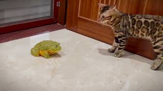 Cute Bullfrog  Cat Make Friends | funny animals video/funny cat/funny frog