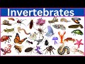 Invertebrates || 100 Incredible Invertebrates