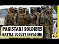 Pak deploys thousands of army troops to battle locust invasion | South Asia | WION