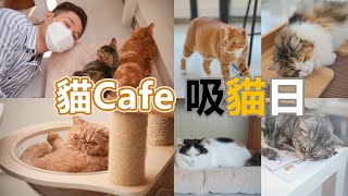 貓cafe吸貓日 | 貓之茶房 | 尖沙咀 | 支持領養 | 領養代替購買 | 不棄養