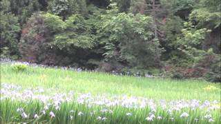 2012-06-13 カキツバタ群生地ーJapanese Water iris_Iris laevigata colony