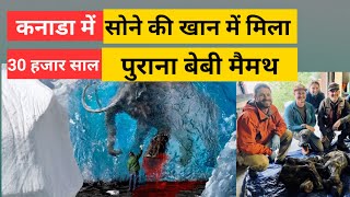 कनाडा में सोने की खान में मिला बेबी मैमथ 🐘 Nun cho ga baby woolly mammoth found in yukon canada