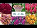 How To Sow Celosia / Sowing Cockscomb