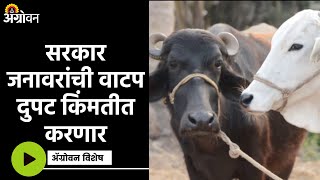 Milch Animal Scheme :  आता जनावर वाटप योजनेत पश्चिम महाराष्ट्राचाही समावेश | ॲग्रोवन