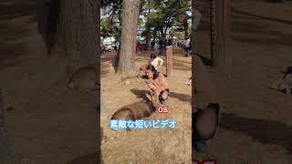 興味深い短いビデオ 奈良公園の鹿 Deer love tourist 💟💟💯💯