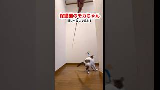 保護猫モカちゃん、上手に猫じゃらしで遊ぶ！　#shorts #ねこ #保護猫