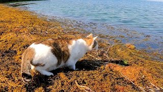 海辺の藻が気になる漁港の猫