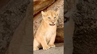 Adorable baby lion #Lion #Shorts #animals