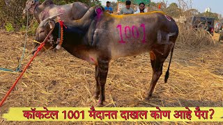 कॉकटेल 1001 मैदानत दाखल कोण आहे पैरा? #mathur1001