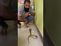 ರಾಮನಗರ ಕನಕ್ಪುರ ಸರ್ಕಲ್ ಹತ್ತಿರ 🐍♥️ snake share shot venomous wildanimals youtube