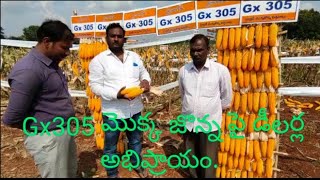 జినోమిక్స్ వారి మొక్కజొన్న విత్తనం Gx305 పై డీలర్ల అభిప్రాయం ( వికారాబాద్ )