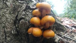 ヌメリスギタケ、ヌメリツバタケ Oudemansiella mucida and Pholiota adiposa