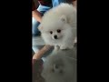 scratching and walking pomeranian 😊🐶