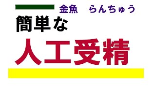 簡単な　人工受精　金魚　らんちゅう　100均の洗面器