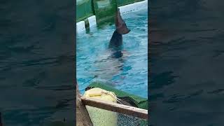 名古屋港水族館 尾びれを振るイルカ(dolphin's fluke)